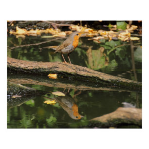 Erithacus rubecula perfect poster