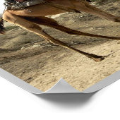 Eritrea - Camel - Poster (Hoek)