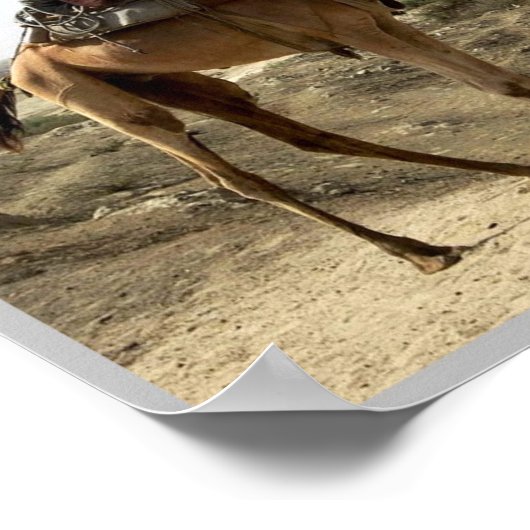 Eritrea - Camel - Poster (Hoek)