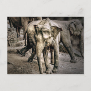 Erkenning Briefkaart