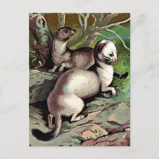  Ermine-illustratie Briefkaart