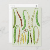 Ernst Benary's Bean Varieties Briefkaart (Voorkant / Achterkant)