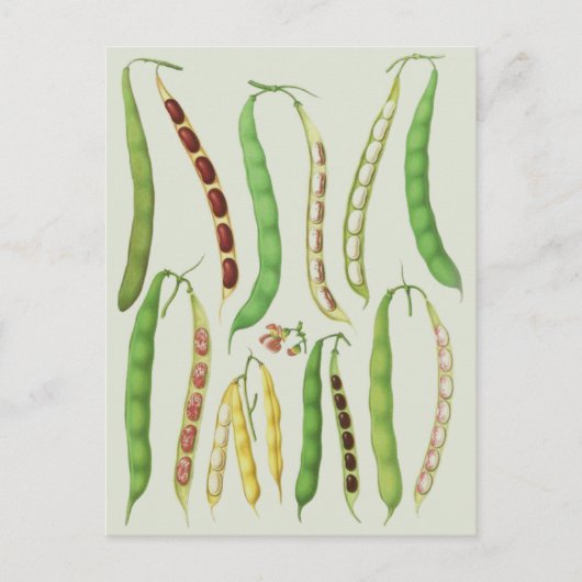 Ernst Benary's Bean Varieties Briefkaart (Voorkant)