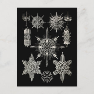 Ernst Haeckel   Acanthophracta Briefkaart