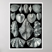 ERNST HAECKEL : Acephala, Poster d'art de qualité (Devant)