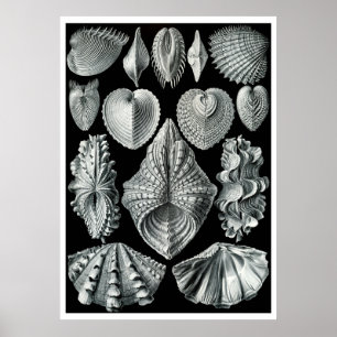 ERNST HAECKEL : Acephala, Poster d'art de qualité