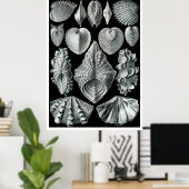 ERNST HAECKEL : Acephala, Poster d'art de qualité (Bureau à domicile)