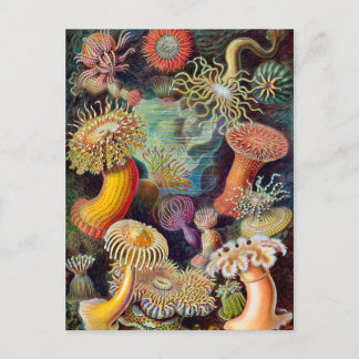 Ernst Haeckel Actiniaea zee anemone Briefkaart