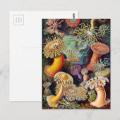 Ernst Haeckel Actiniaea zee anemone Briefkaart (Voorkant / Achterkant)