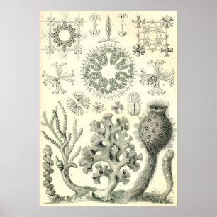 Ernst Haeckel - affiche de Hexactinellae