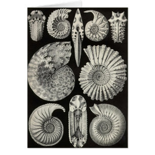 Ernst Haeckel - Ammonitida