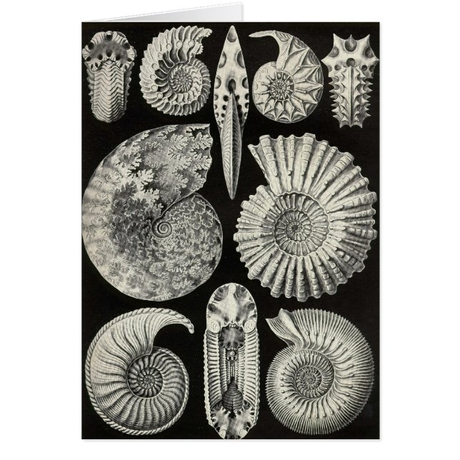 Ernst Haeckel - Ammonitida (Devant)