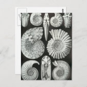 Ernst Haeckel - Ammonitida Briefkaart (Voorkant / Achterkant)