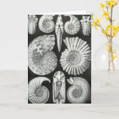Ernst Haeckel - Ammonitida Kaart (Gele Bloem)
