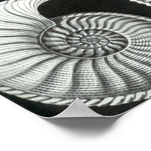 Ernst Haeckel - Ammonitida Poster (Hoek)