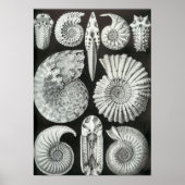 Ernst Haeckel - Ammonitida Poster (Voorkant)