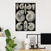Ernst Haeckel - Ammonitida Poster (Thuiskantoor)