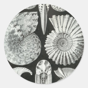 Ernst Haeckel - Ammonitida Ronde Sticker