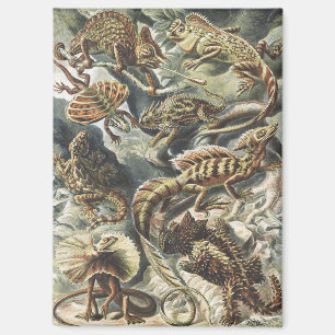 Ernst Haeckel Antieke Reptiel Hagedis Natuur Kunst Magneet