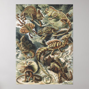 Ernst Haeckel Antieke Reptiel Hagedis Natuur Kunst Poster