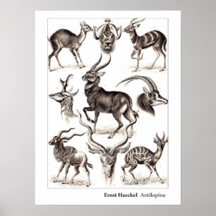 Ernst Haeckel Antilopina met Border Poster