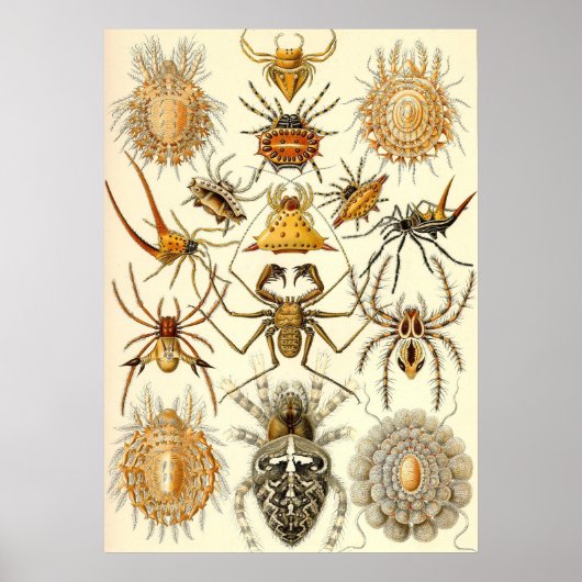 Ernst Haeckel - Arachnida Poster (Voorkant)