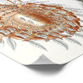 Ernst Haeckel Arachnida Spiders Poster (Hoek)