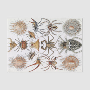 Ernst Haeckel Arachnida Spiders Poster Tissuepapier
