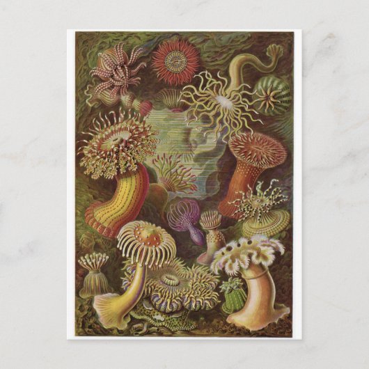 Ernst Haeckel Art Briefkaart: Actiniae Briefkaart (Voorkant)