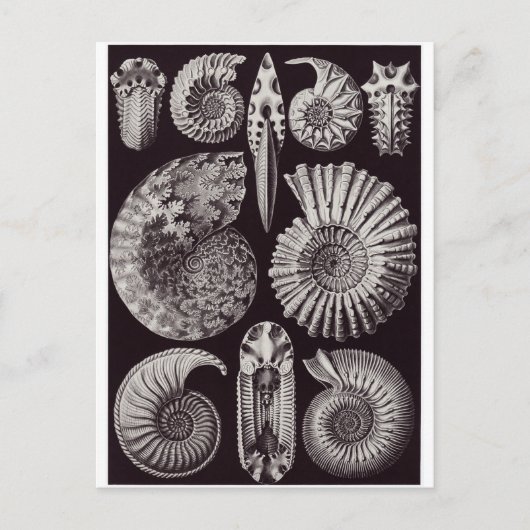 Ernst Haeckel Art Briefkaart: Ammonitida Briefkaart (Voorkant)
