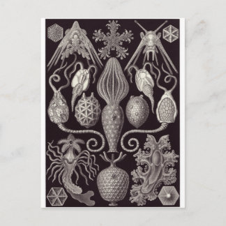 Ernst Haeckel Art Briefkaart: Amphoridea Briefkaart