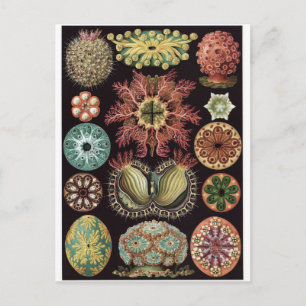 Ernst Haeckel Art Briefkaart: Ascidiae Briefkaart