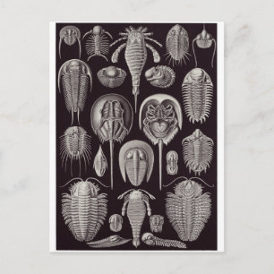 Ernst Haeckel Art Briefkaart: Aspidonia Briefkaart