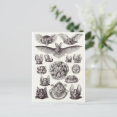 Ernst Haeckel Art Briefkaart: Chiroptera Briefkaart (Staand voorkant)