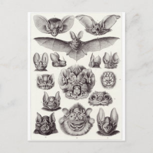 Ernst Haeckel Art Briefkaart: Chiroptera Briefkaart