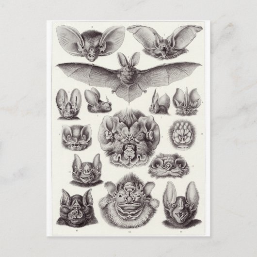 Ernst Haeckel Art Briefkaart: Chiroptera Briefkaart (Voorkant)