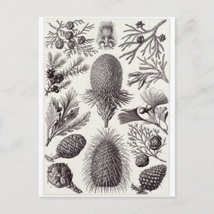 Ernst Haeckel Art Briefkaart: Coniferae Briefkaart