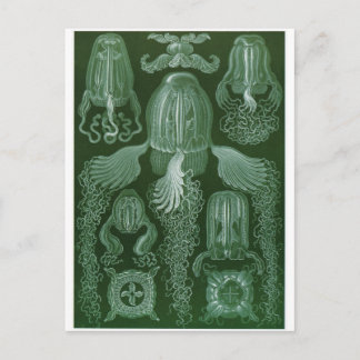 Ernst Haeckel Art Briefkaart: Cubomedusae Briefkaart