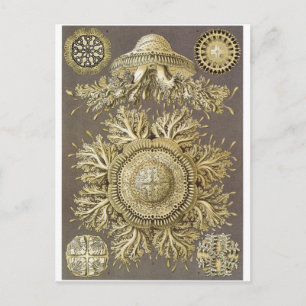 Ernst Haeckel Art Briefkaart: Discomedusae Briefkaart