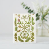 Ernst Haeckel Art Briefkaart: Hepaticae Briefkaart (Staand voorkant)