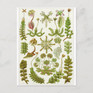 Ernst Haeckel Art Briefkaart: Hepaticae Briefkaart