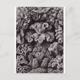 Ernst Haeckel Art Briefkaart: Hexacoralla Briefkaart