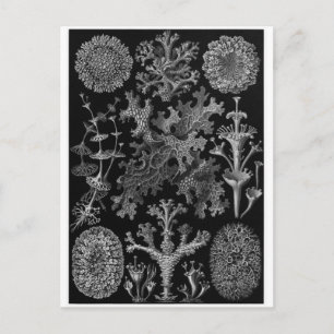 Ernst Haeckel Art Briefkaart: Lichenes Briefkaart
