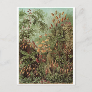 Ernst Haeckel Art Briefkaart: Muscinae Briefkaart