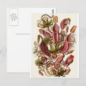 Ernst Haeckel Art Briefkaart: Nepenthaceae Briefkaart (Voorkant / Achterkant)