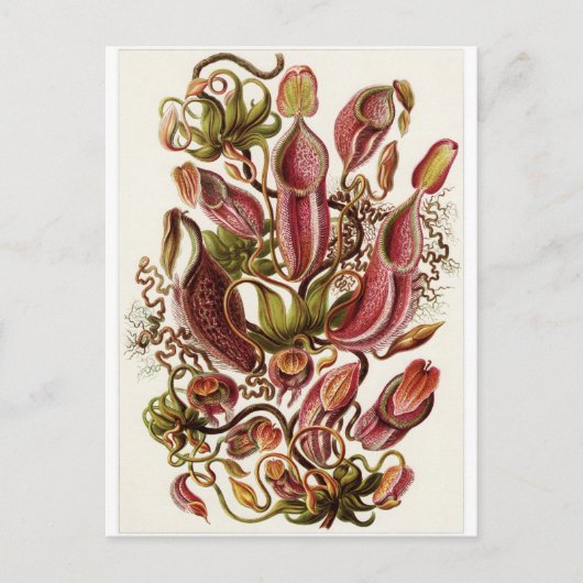 Ernst Haeckel Art Briefkaart: Nepenthaceae Briefkaart (Voorkant)