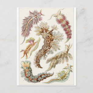 Ernst Haeckel Art Briefkaart: Nudibranchia Briefkaart