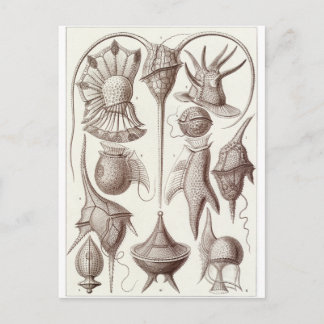Ernst Haeckel Art Briefkaart: Peridinea Briefkaart