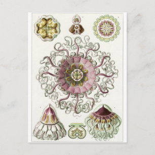 Ernst Haeckel Art Briefkaart: Peromedusae Briefkaart