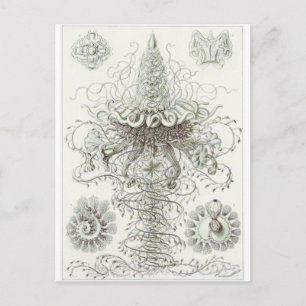 Ernst Haeckel Art Briefkaart: Siphonophorae Briefkaart